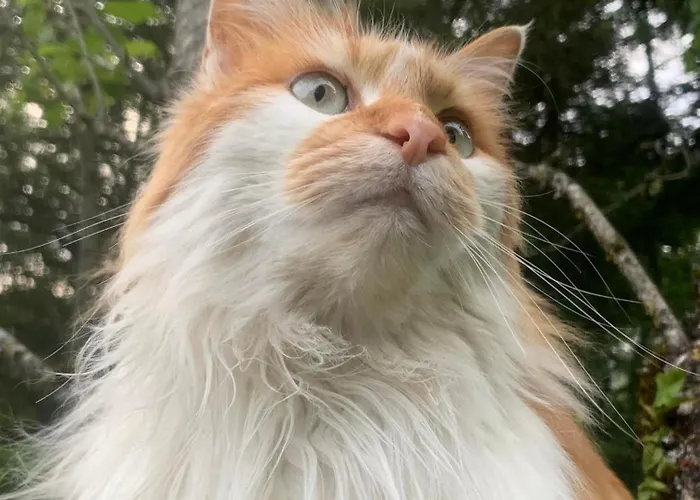 La Valette D'aurore - Animaux Bienvenus 3*